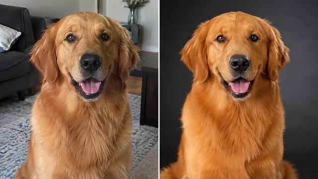 Before and after: casual dog photo on the left, same dog identity after studio portrait on the right