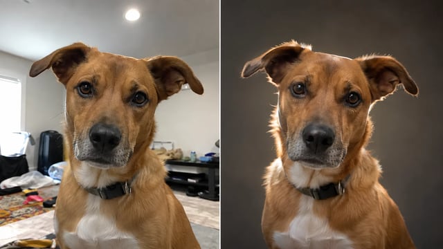 Before and after: flat indoor pet snap on the left, studio-style pet portrait lighting on the right