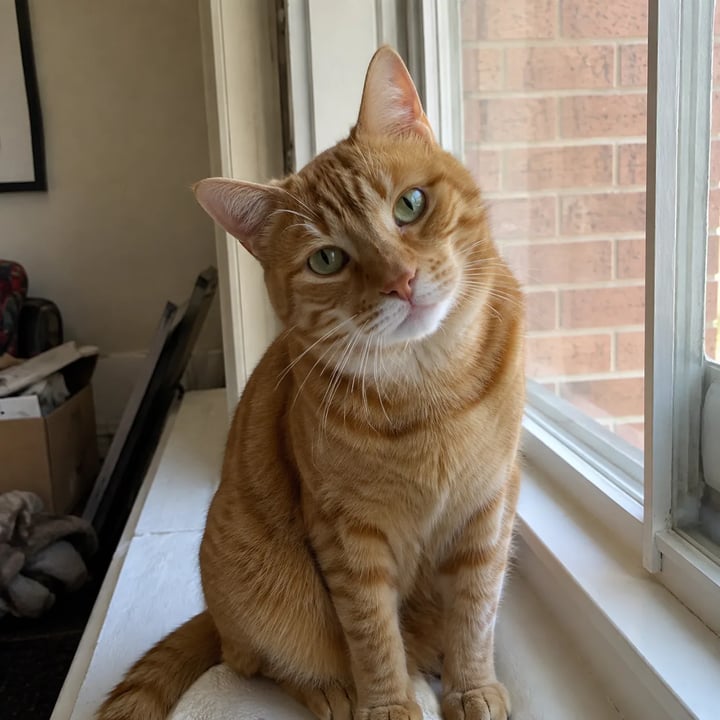 Casual phone photo of a tabby cat before pet portrait generator