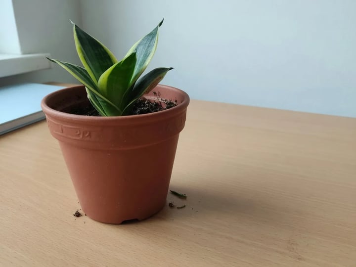 Pequena planta em vaso na mesa com espaço vazio para layout
